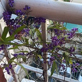 Photo of the plant species Hardenbergia 'Meema' by @GemDuncecap47 named Cleopatra on Greg, the plant care app