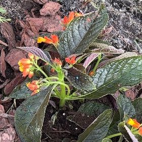 Photo of the plant species Copper Leaf by @WhollyWaxivy54 named Hamilton on Greg, the plant care app