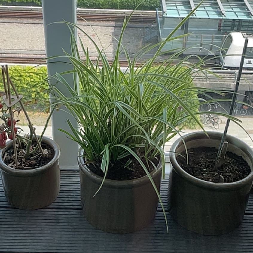 Photo of the plant species Ice Dance Japanese Sedge by @PeachyCardoon99 named Ulysses S Plant on Greg, the plant care app