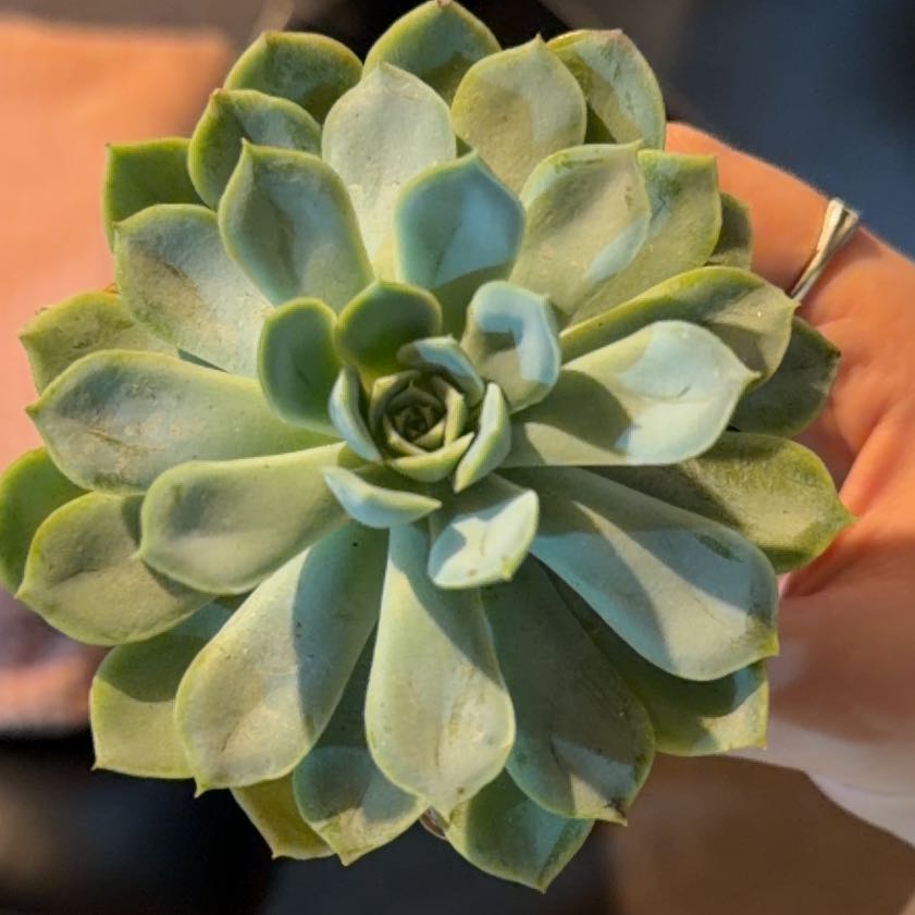 Photo of the plant species Echeveria 'Arctic Ice' by @HelperPomelo14 named Sol on Greg, the plant care app