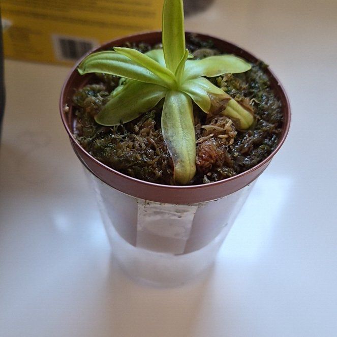 Photo of the plant species Carnivorous butterwort by @YesSkypilot32 named Doja Cat on Greg, the plant care app