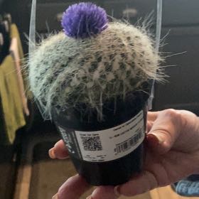 Photo of the plant species Assorted Cactus by @CuddlyRedlog42 named Jill on Greg, the plant care app