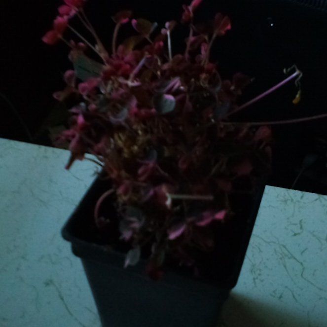 Photo of the plant species Creeping Woodsorrel by @YevePeacelily61 named Foxxy on Greg, the plant care app