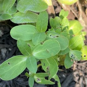 Photo of the plant species Common St. John's Wort by @AngelSmellfox62 named Marley on Greg, the plant care app