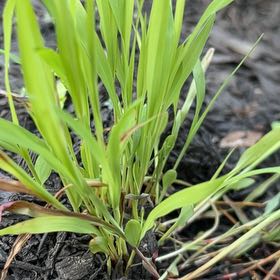 Photo of the plant species Lemon Grass by @AngelSmellfox62 named Kendall on Greg, the plant care app