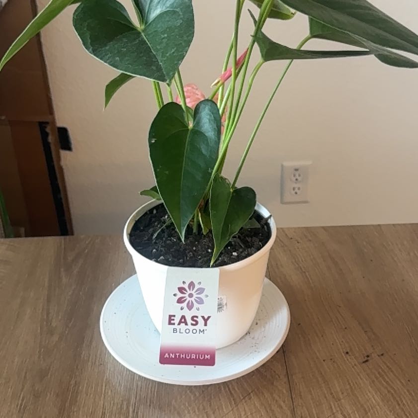 Photo of the plant species Anthurium cirano by @YesBokchoi71 named Demi on Greg, the plant care app