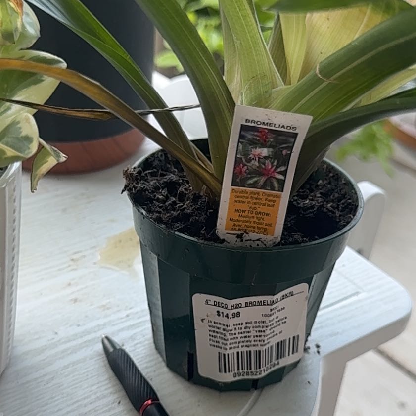 Photo of the plant species King of the Bromeliads by @YesBokchoi71 named Khaleesi on Greg, the plant care app