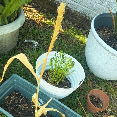 Photo of the plant species Corn by @FitSkimmia16 named Prince on Greg, the plant care app