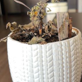 Photo of the plant species Assorted Kalanchoe by @YernKiekie80 named Rainier on Greg, the plant care app