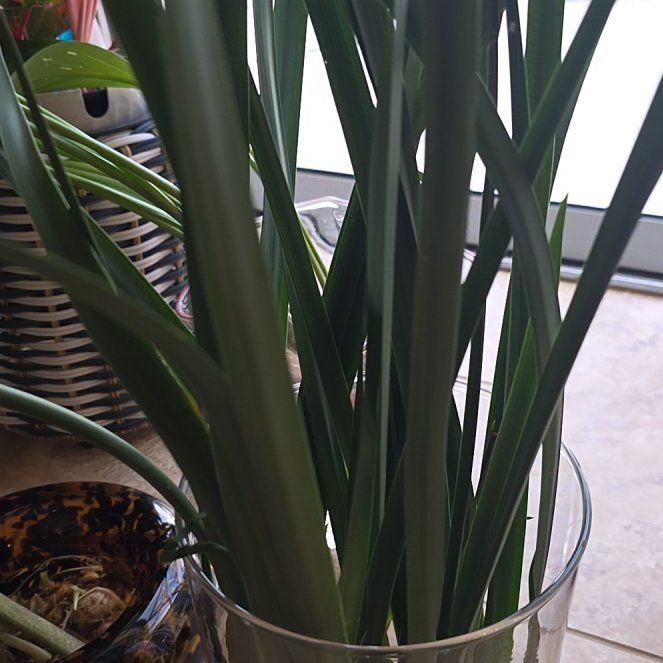 Photo of the plant species Typha Latifolia by @DeanGray18 named Plato on Greg, the plant care app