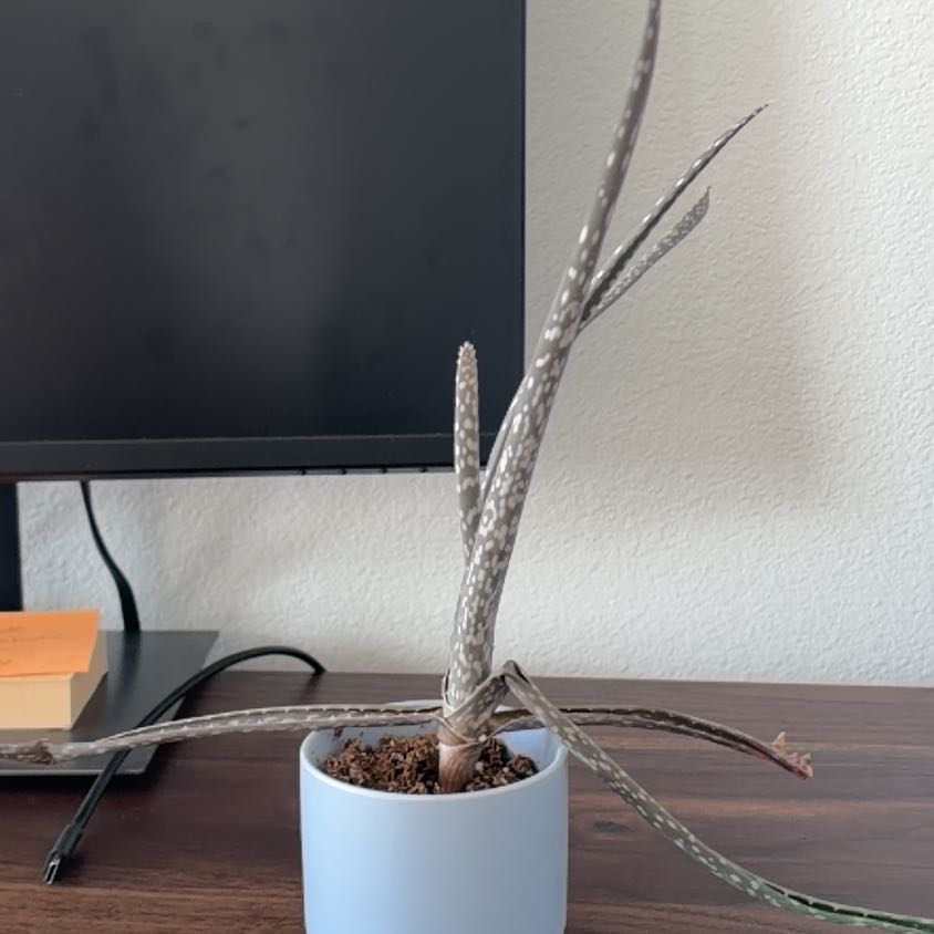Photo of the plant species Arizona Queen-of-the-Night by @ValidTipa79 named Rihanna on Greg, the plant care app
