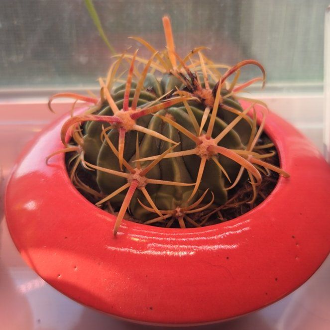 Photo of the plant species Brain Cactus by @PetHoupara20 named Sol on Greg, the plant care app