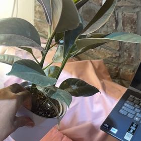 Photo of the plant species Rubber Plant by @WorldlyBlue79 named Florence on Greg, the plant care app