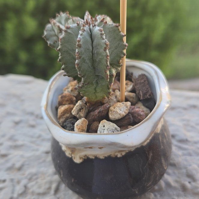 Photo of the plant species African Milk Barrel by @CuddlyQuince23 named Bob on Greg, the plant care app