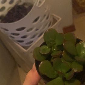 Photo of the plant species Crassula Ovata by @CosmicEagleclaw named Figyonce on Greg, the plant care app