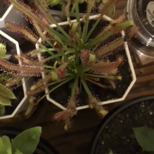Photo of the plant species Cape Sundew by @RealRiberry36 named Lebron on Greg, the plant care app