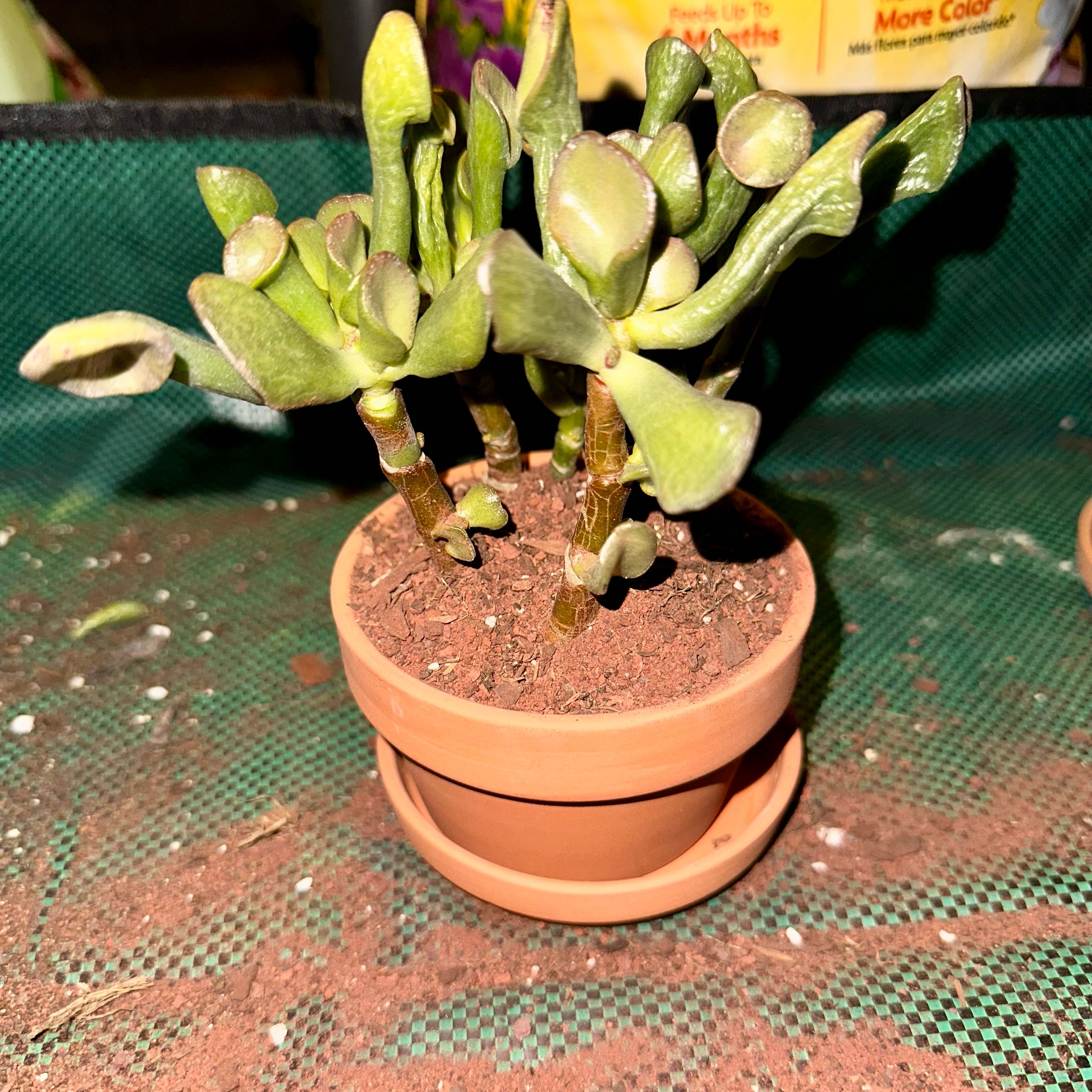 Photo of the plant species Ogre Ears by @PlantLoves named Shrek on Greg, the plant care app