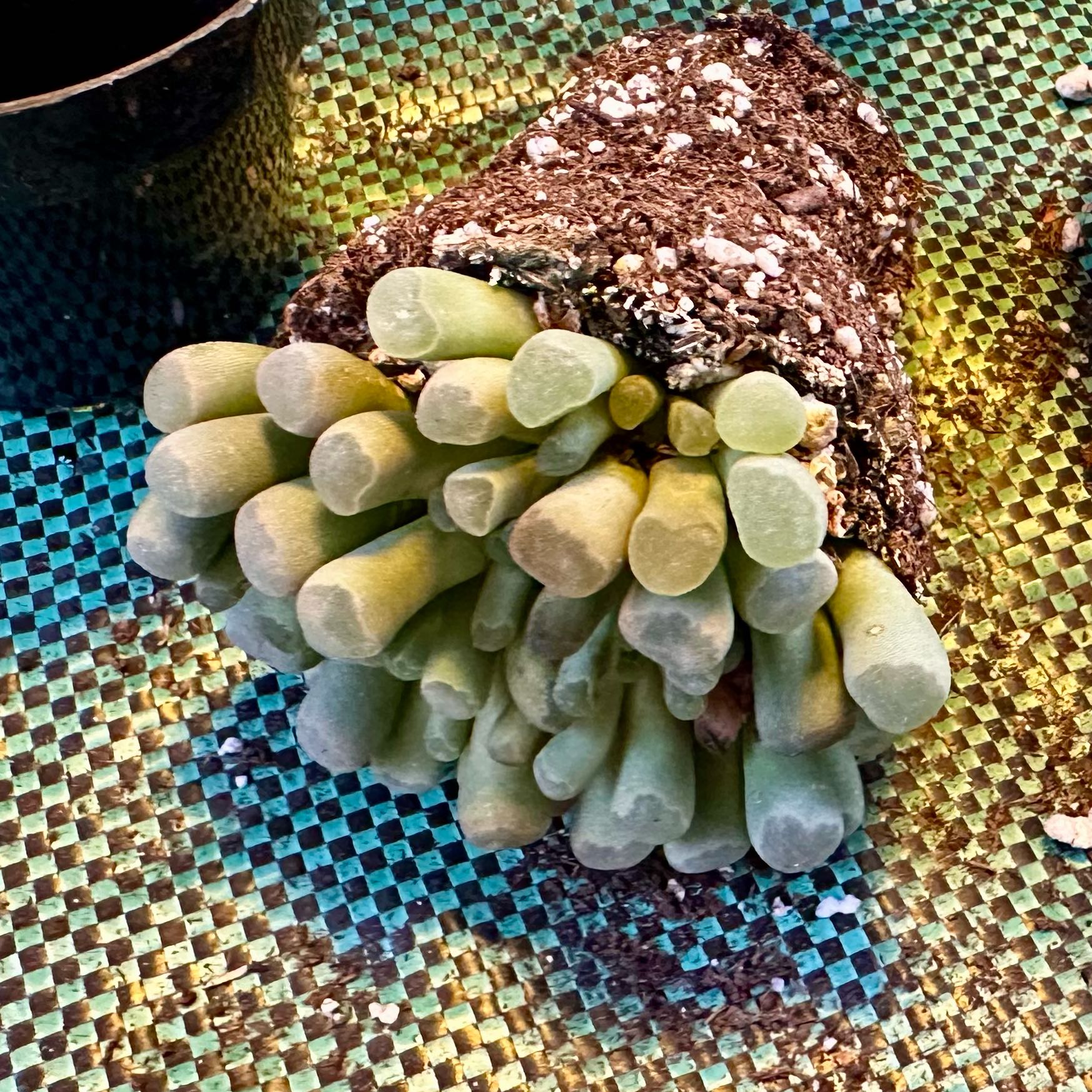 Photo of the plant species Fairy Elephant's Feet by @PlantLoves named ET on Greg, the plant care app