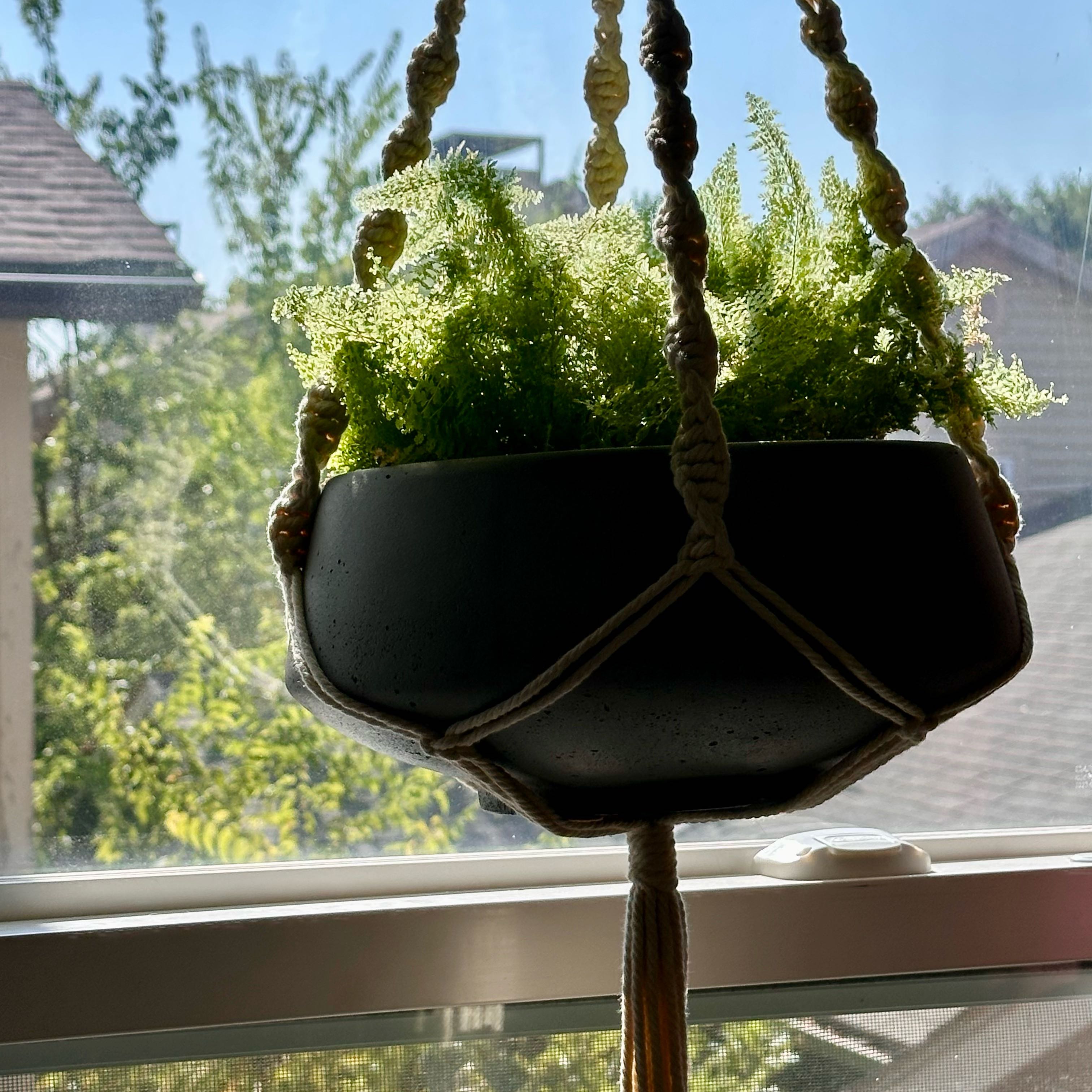 Photo of the plant species Cotton Candy Fern by @PlantLoves named The Afro Puffs on Greg, the plant care app