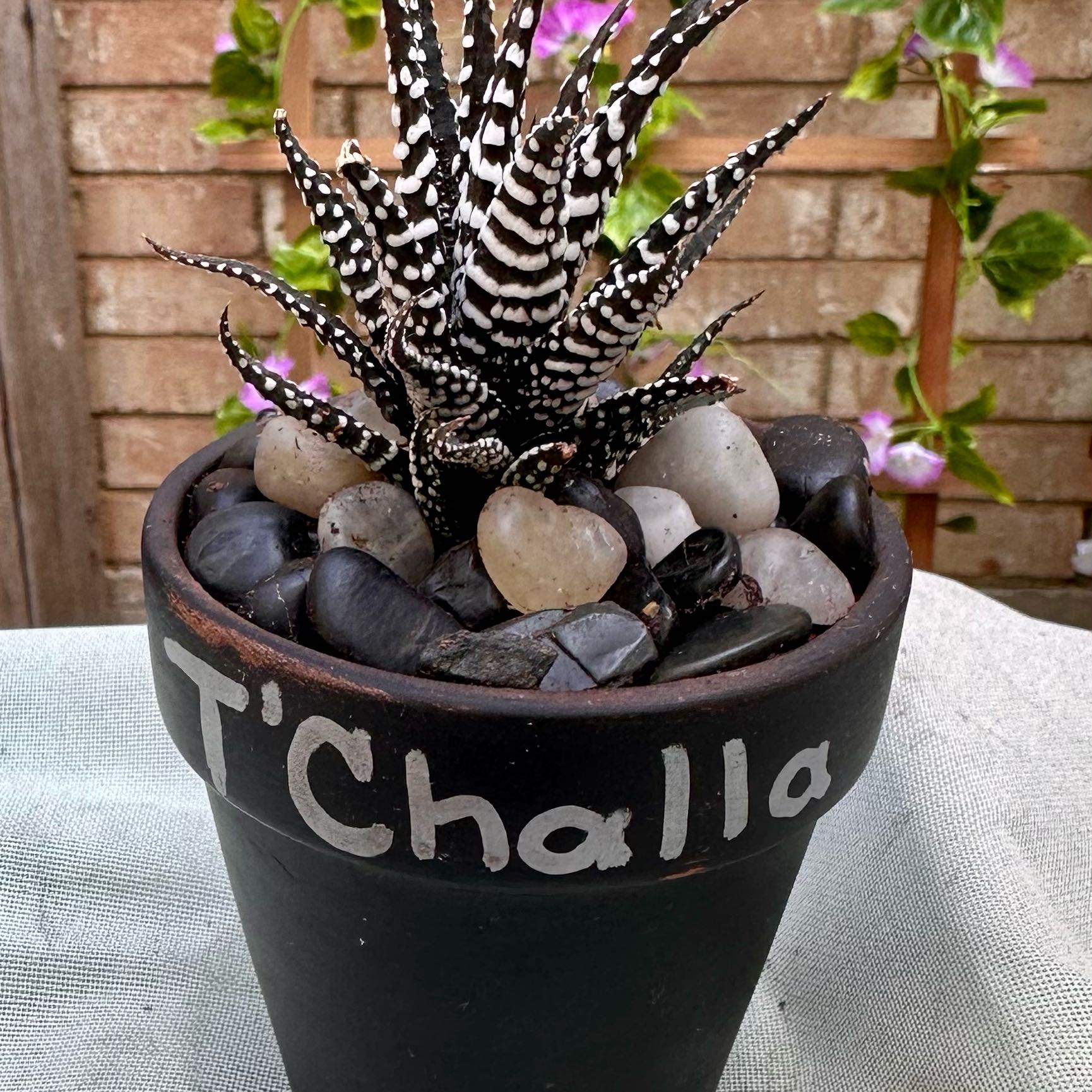Photo of the plant species Haworthia fasciata 'Barcelona' by @PlantLoves named T’Challa on Greg, the plant care app