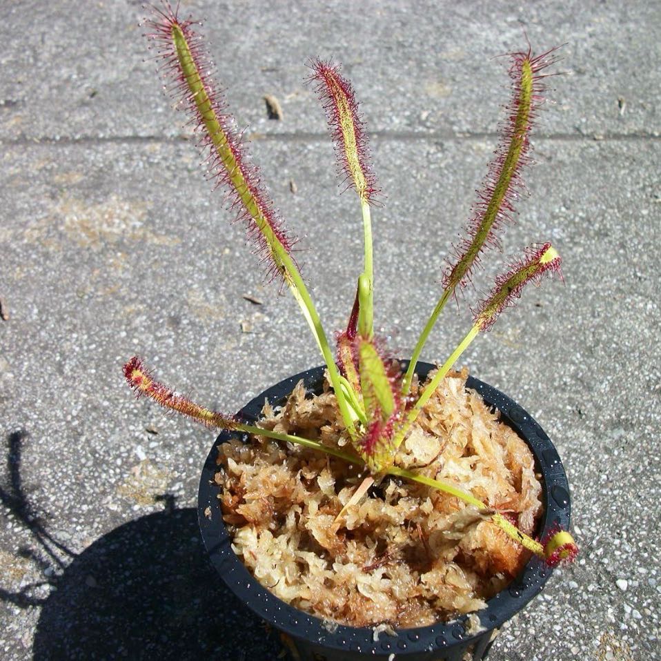 Photo of the plant species Cape Sundew by @PlantLoves named Gnat Squad on Greg, the plant care app