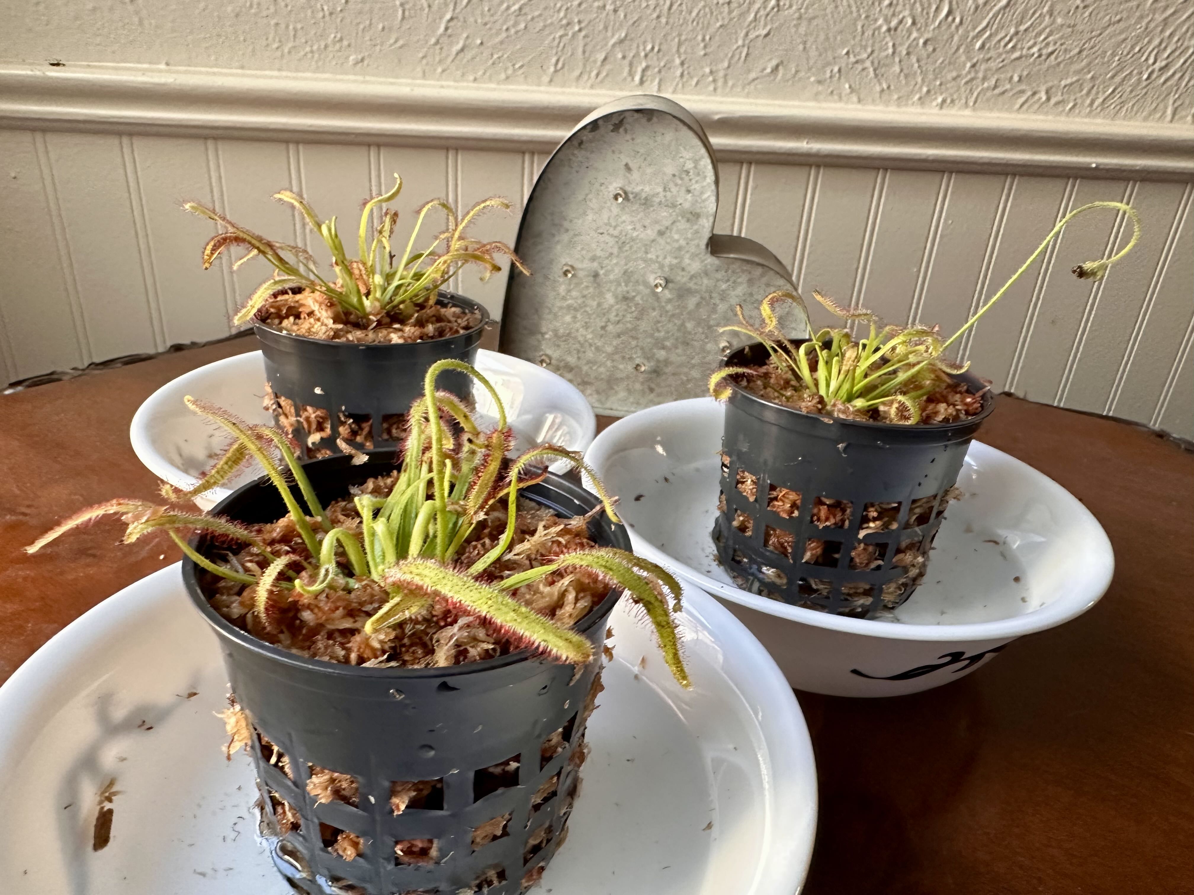 Photo from the post