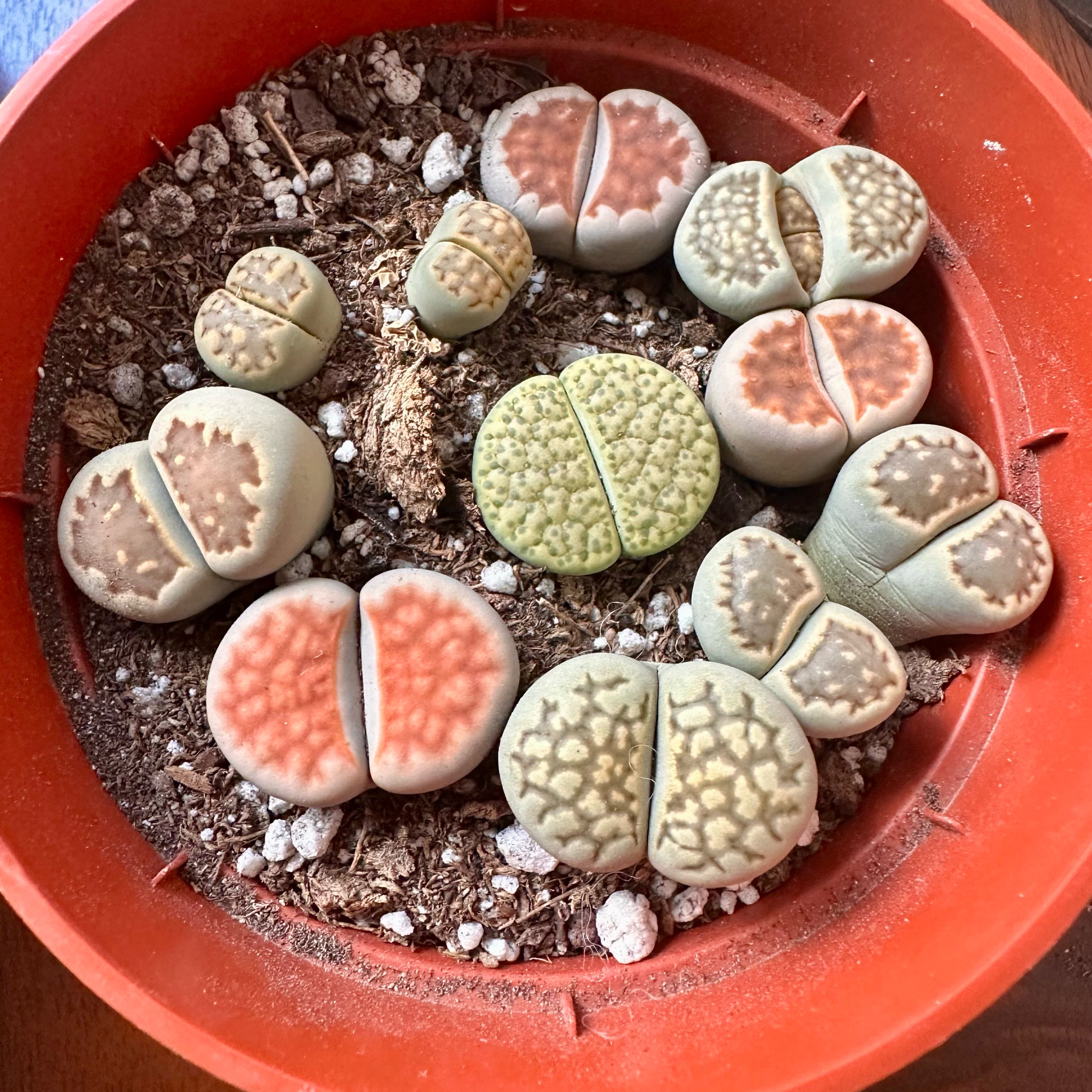 Photo of the plant species Assorted Lithops by @PlantLoves named The Stones on Greg, the plant care app