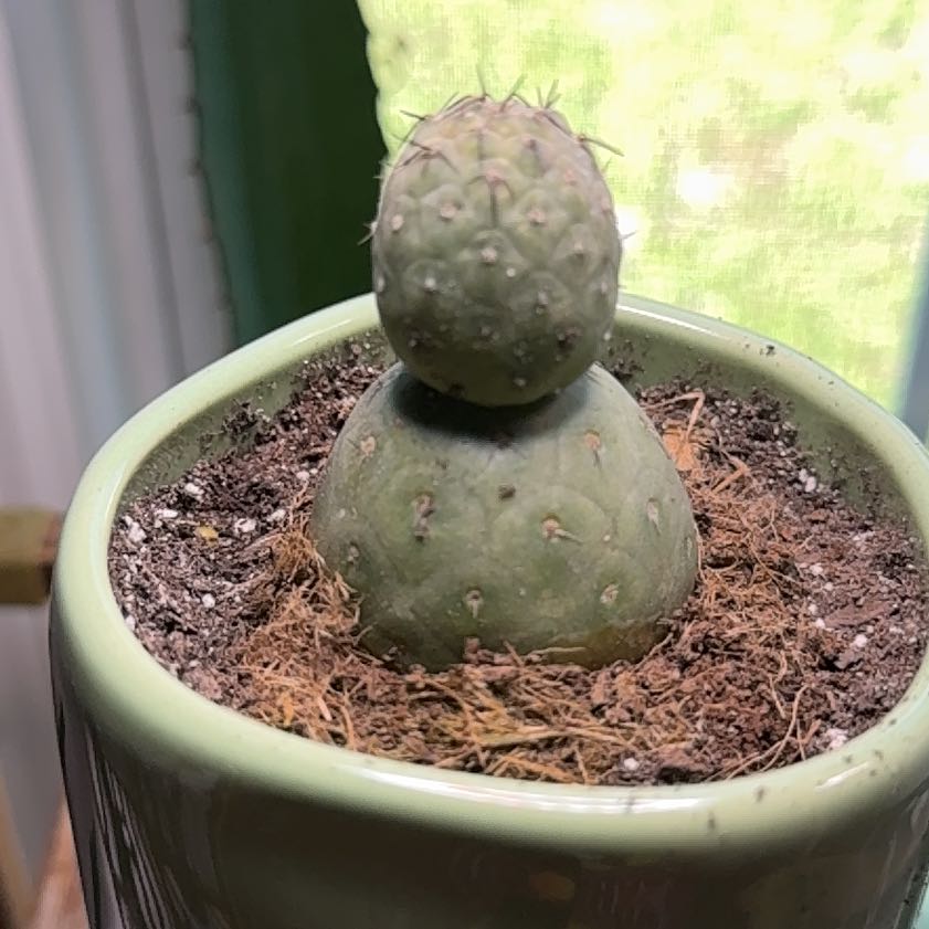 Photo of the plant species Boobie cactus by @MentorFicus91 named Cleopatra on Greg, the plant care app