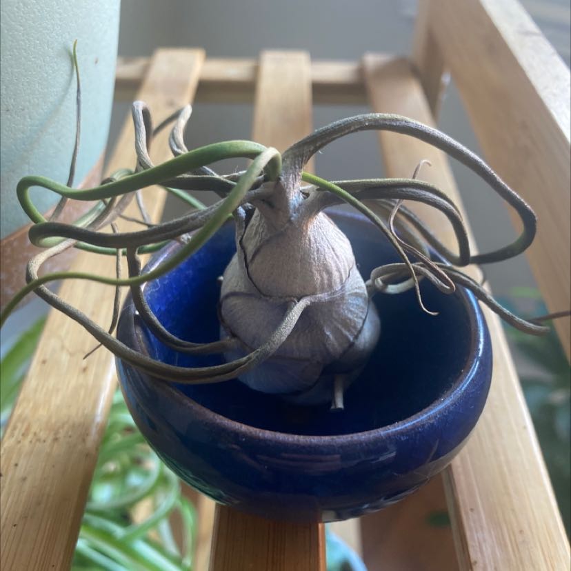 Bulbosa Air Plant in a blue container with some leaf discoloration and dryness.