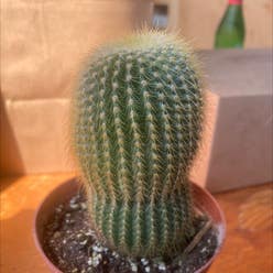 Barrel Cactus plant
