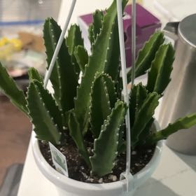 Photo of the plant species Zulu Giant by @Feedmeseymour named Norm on Greg, the plant care app
