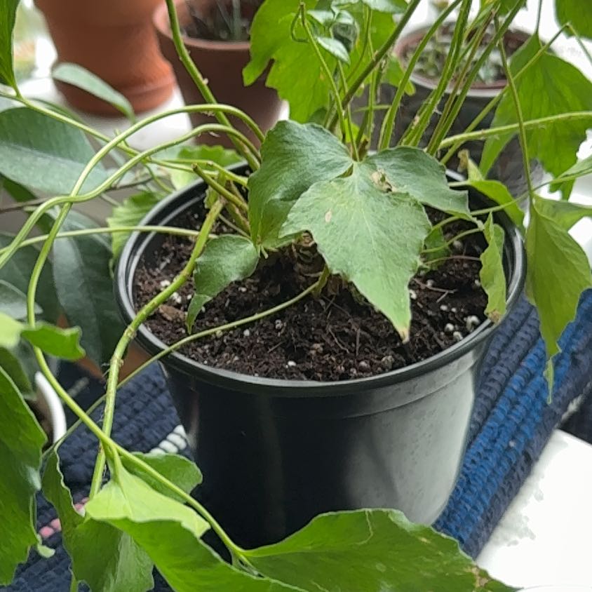 Photo of the plant species House Holly-Fern by @Feedmeseymour named Animal on Greg, the plant care app