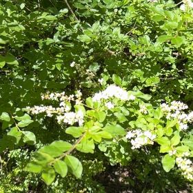 Photo of the plant species Chinese Privet by Daniel named Harry on Greg, the plant care app