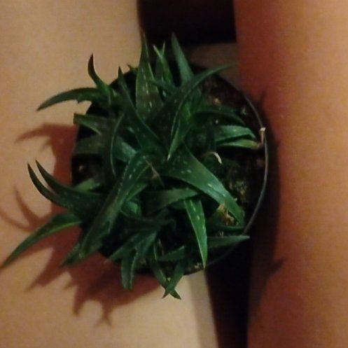 Photo of the plant species Aloe 'Firebird' by @GenialSalsify21 named Taylor Swift on Greg, the plant care app
