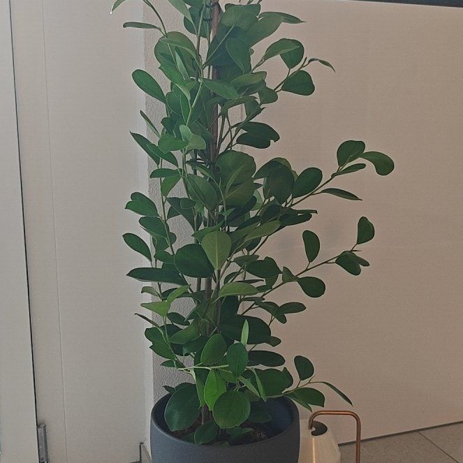 Photo of the plant species Ficus Microcarpa by @GodlyBaylaurel8 named Apollo on Greg, the plant care app
