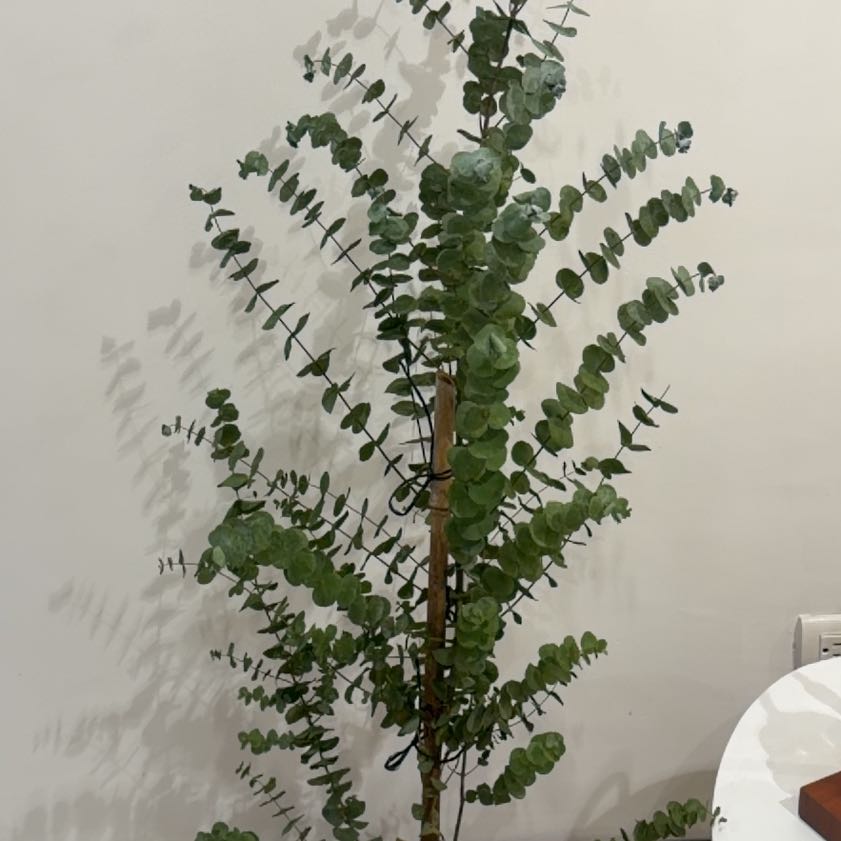 Photo of the plant species Silver Dollar Tree by @StackedNutgrass named Fernando on Greg, the plant care app
