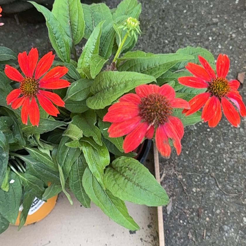 Photo of the plant species Purple Coneflower by @BusyFlatpea52 named Khaleesi on Greg, the plant care app