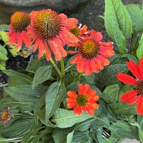 Photo of the plant species Purple Coneflower by @BusyFlatpea52 named Luna on Greg, the plant care app