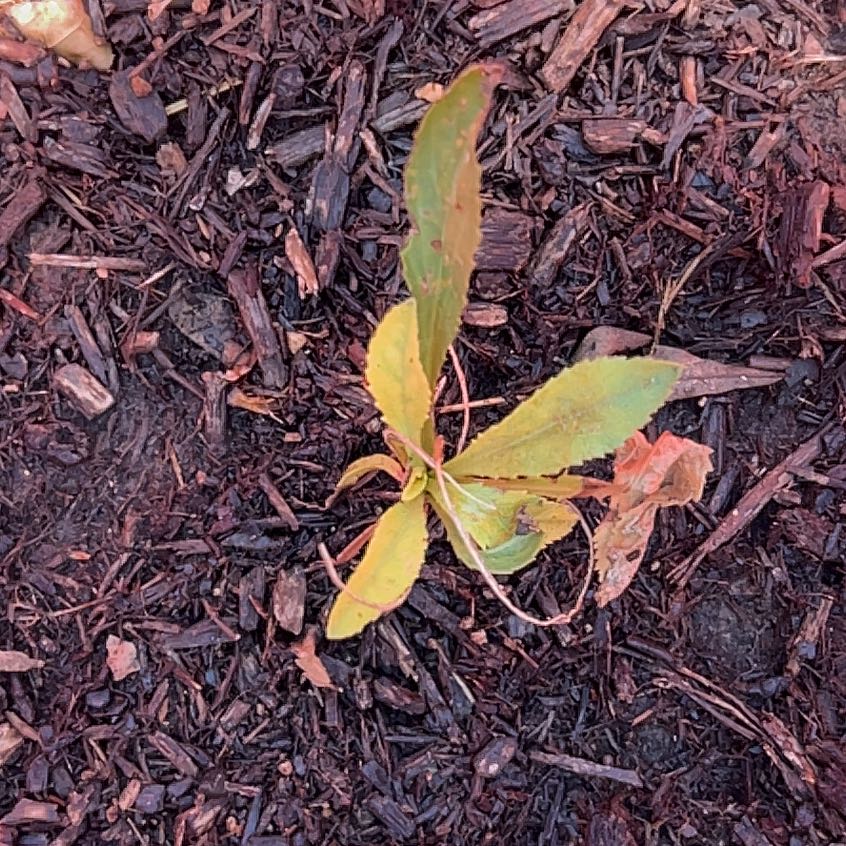 Photo of the plant species Strawberry-Tree by @BigDaisy34 named Prince on Greg, the plant care app