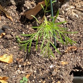 Photo of the plant species Garden Cosmos by @AbleFreesia50 named Kylie on Greg, the plant care app