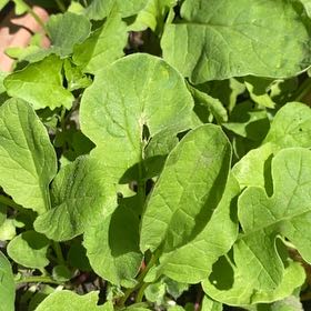 Photo of the plant species Cultivated Radish by @AbleFreesia50 named Kesha on Greg, the plant care app