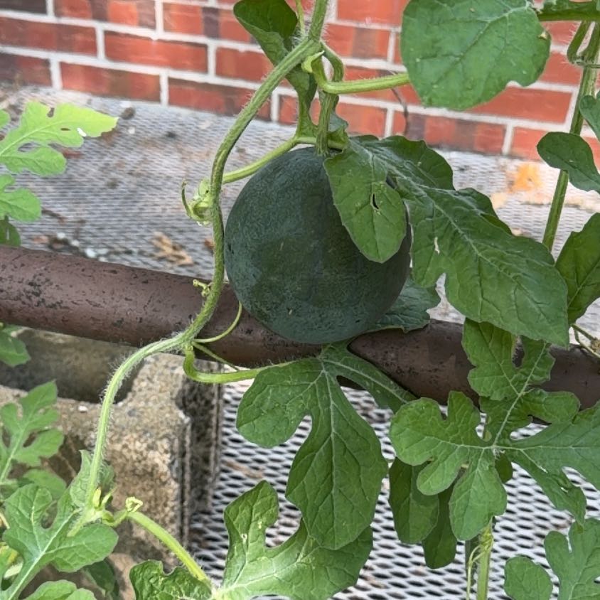 Photo of the plant species Watermelon by @DotingNoni5 named Girlfrond on Greg, the plant care app