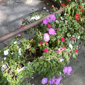 Photo of the plant species Petunia by @DotingNoni5 named Queen on Greg, the plant care app
