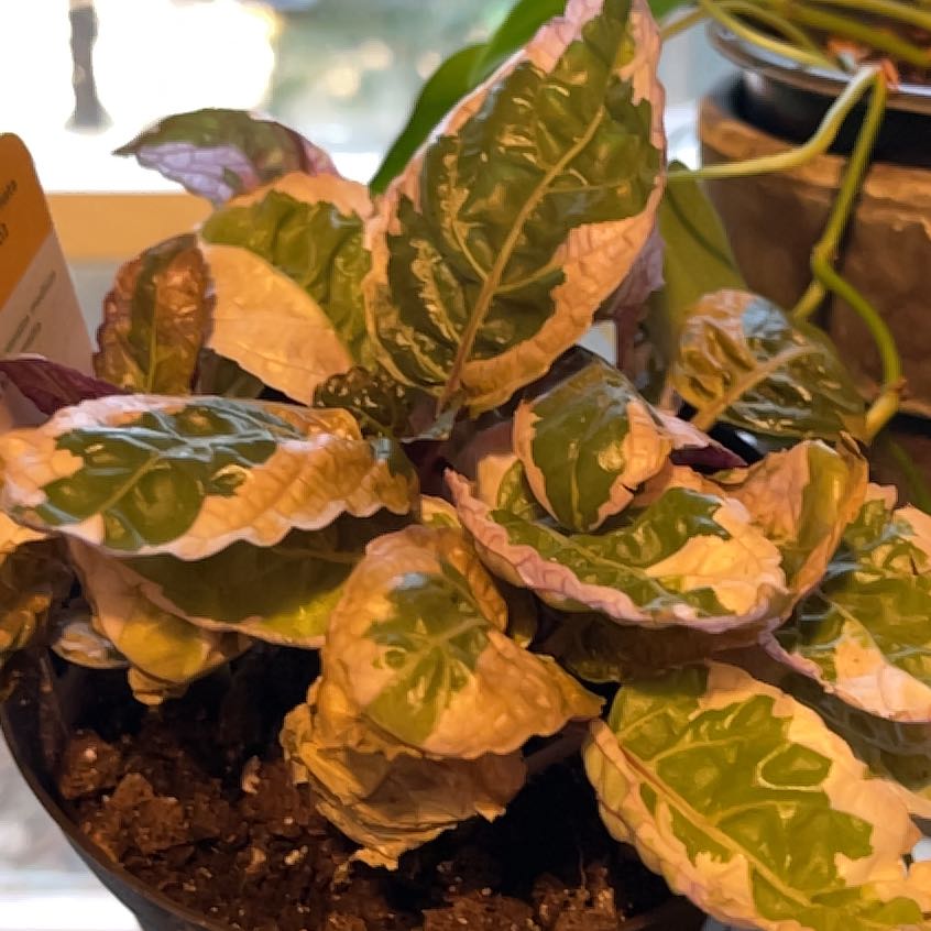 Photo of the plant species Belgian Waffle by Christy named Belgian Waffle on Greg, the plant care app