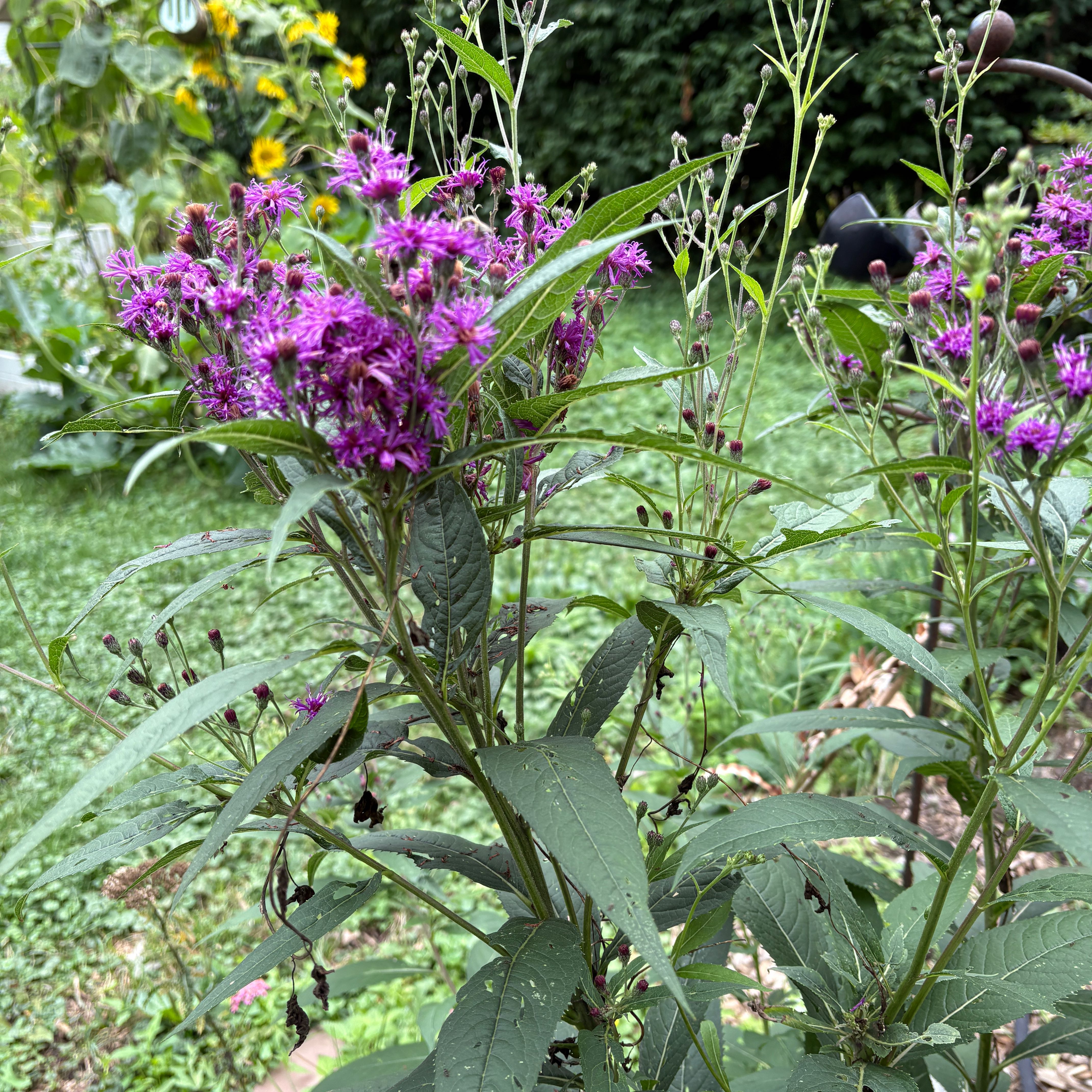 Photo of the plant species New York Ironweed by @TopCamphor59 named Ronaldo on Greg, the plant care app