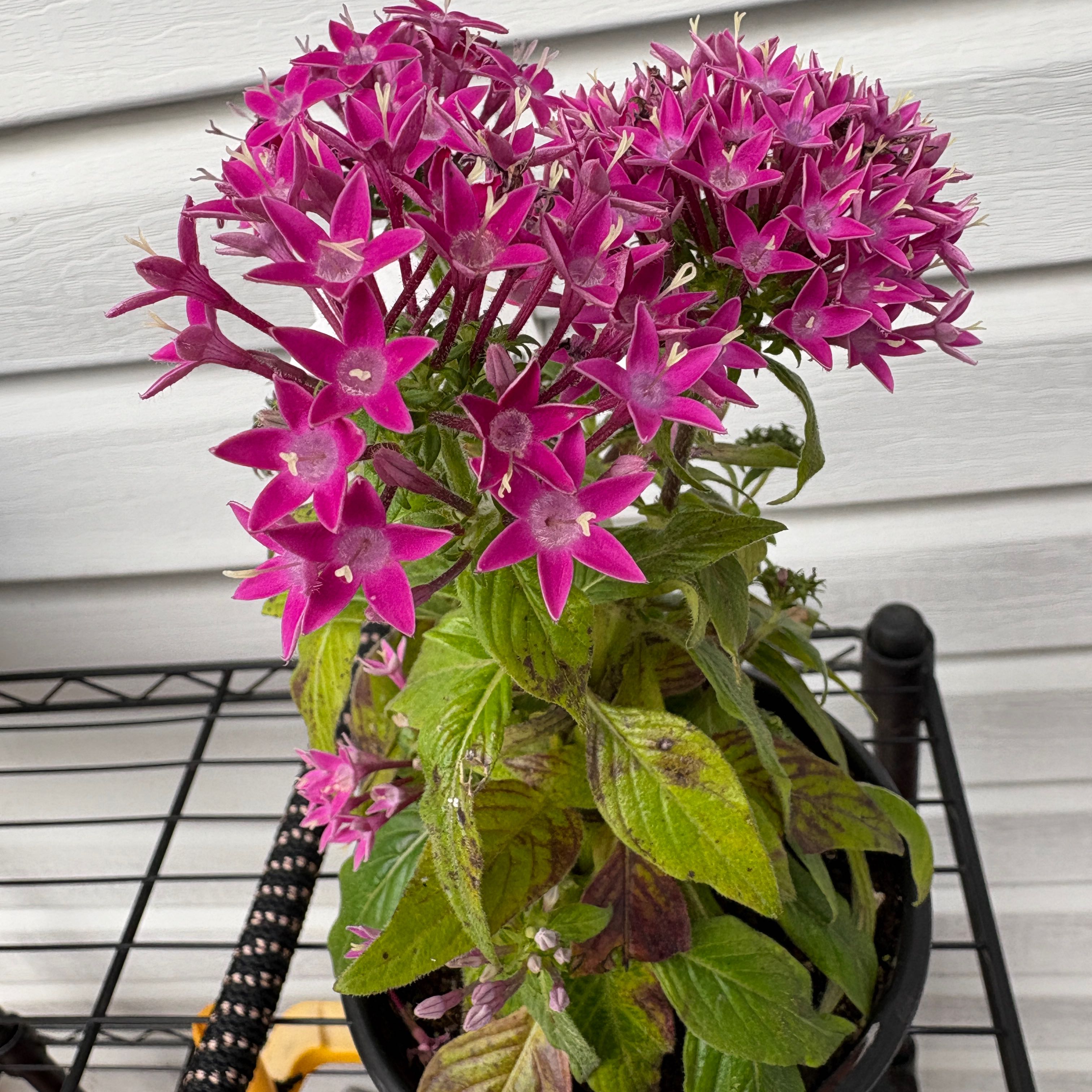 Photo of the plant species Egyptian Starcluster by @TopCamphor59 named Sol on Greg, the plant care app