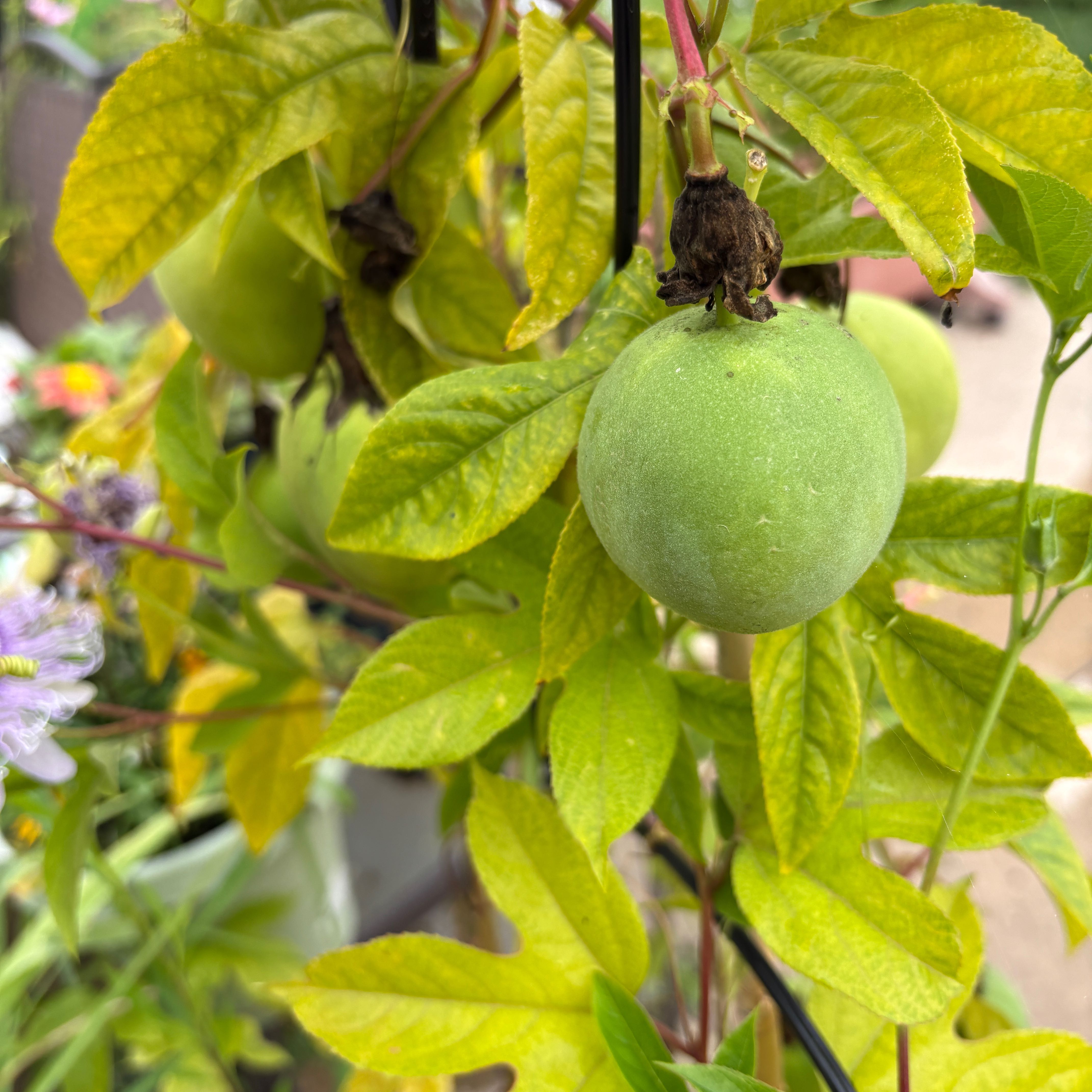 Photo of the plant species Maypop by @TopCamphor59 named Homer on Greg, the plant care app