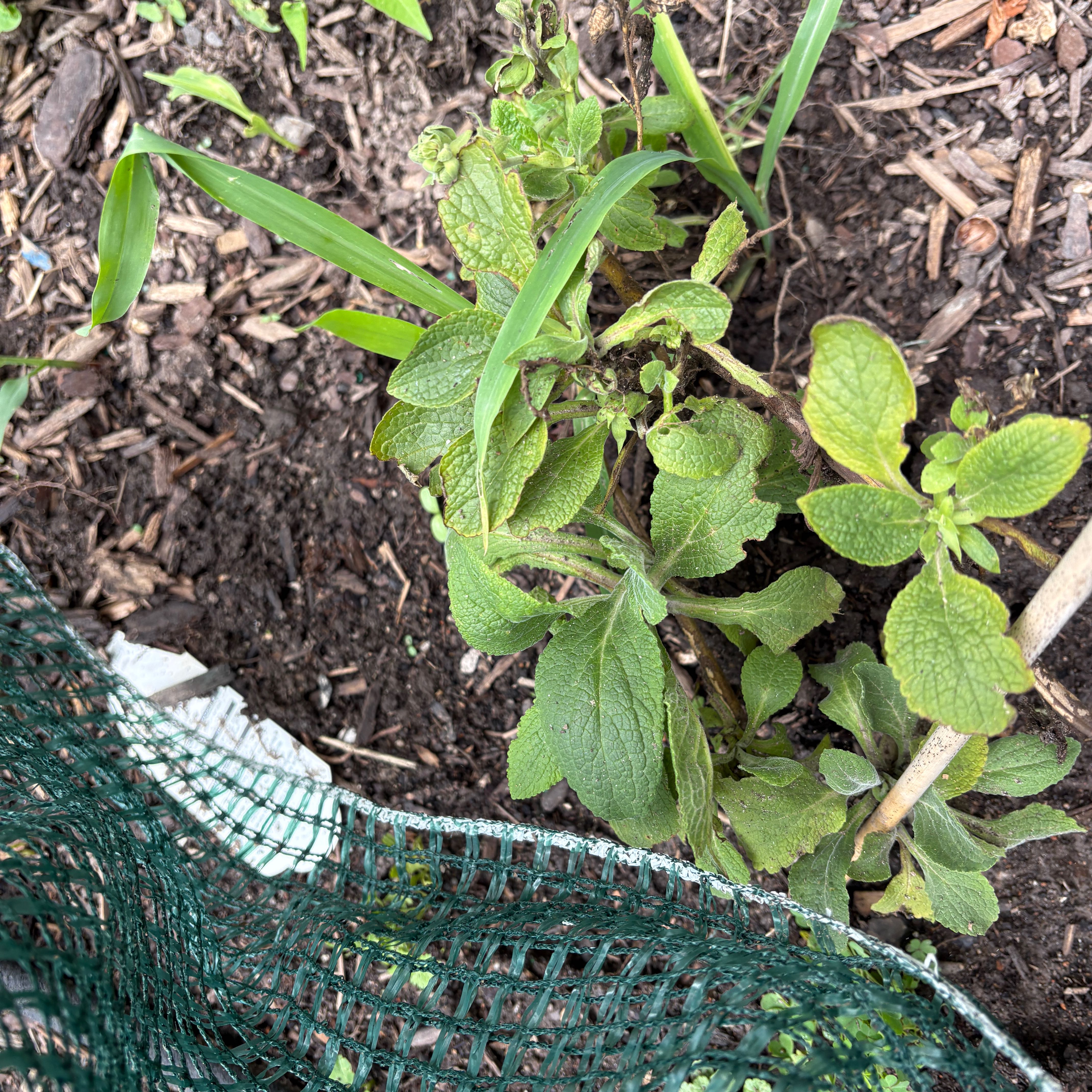 Photo of the plant species Common Foxglove by @TopCamphor59 named Kobe on Greg, the plant care app