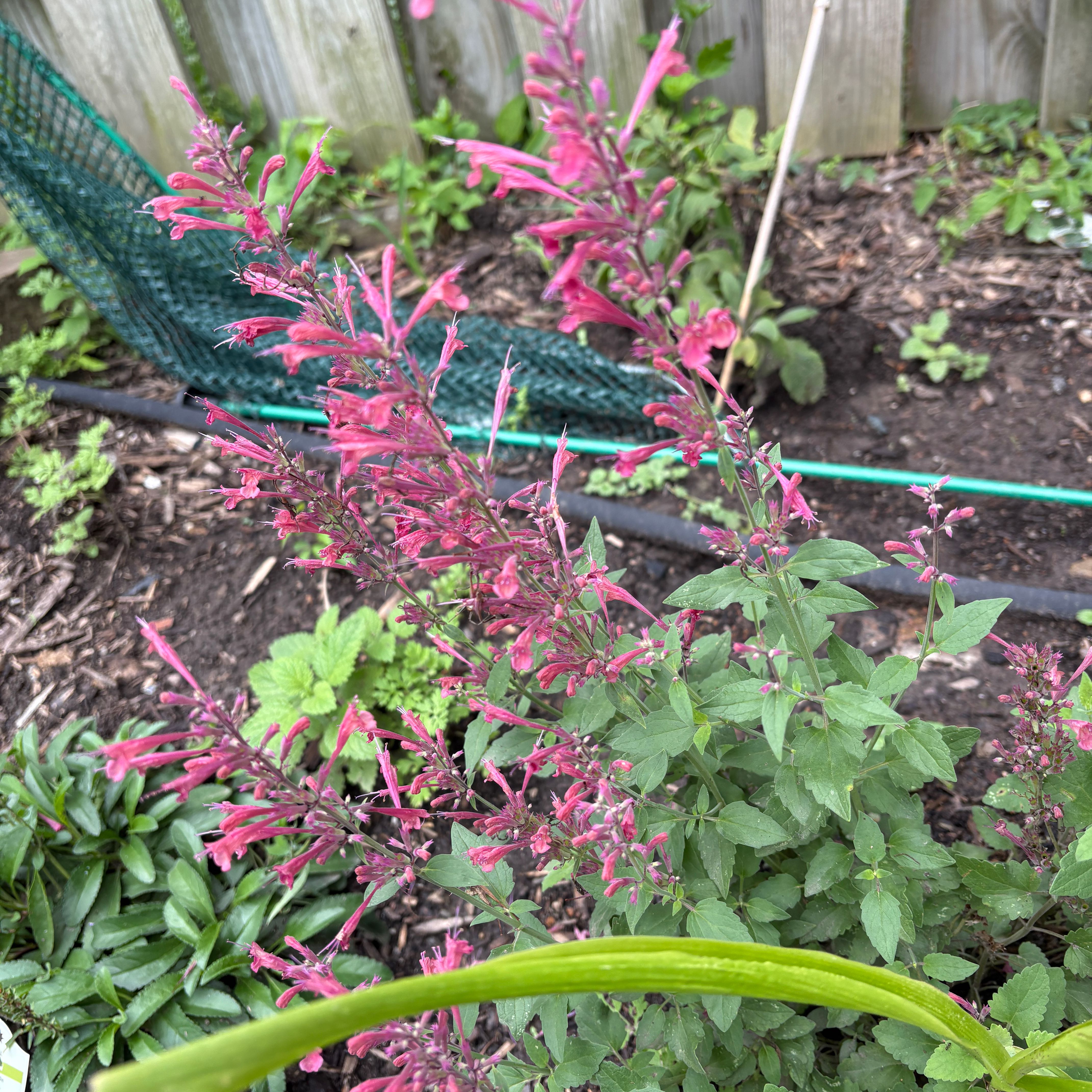 Photo of the plant species Firecracker Plant by @TopCamphor59 named Terra on Greg, the plant care app