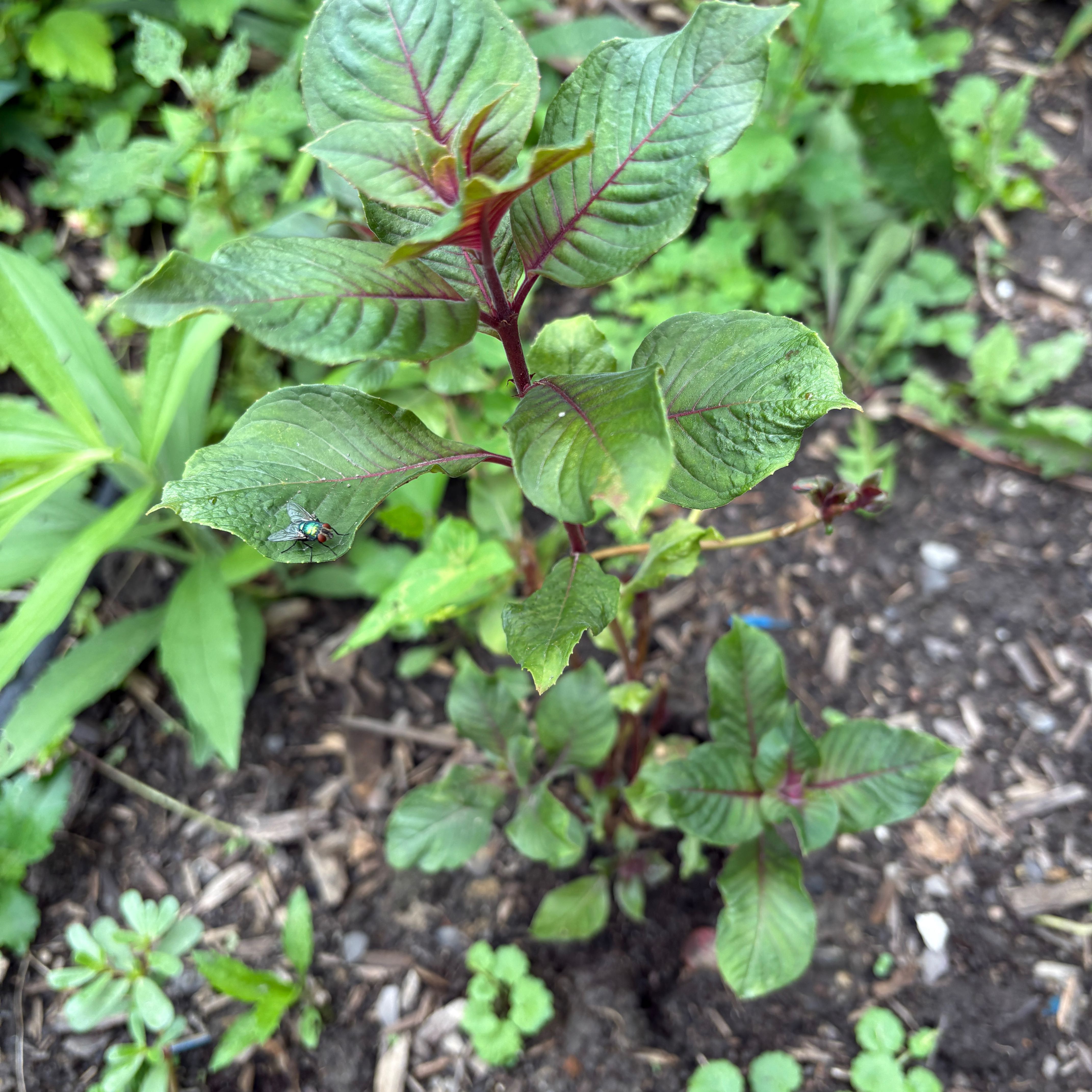 Photo of the plant species Mexican Grain Amaranth by @TopCamphor59 named Harry on Greg, the plant care app